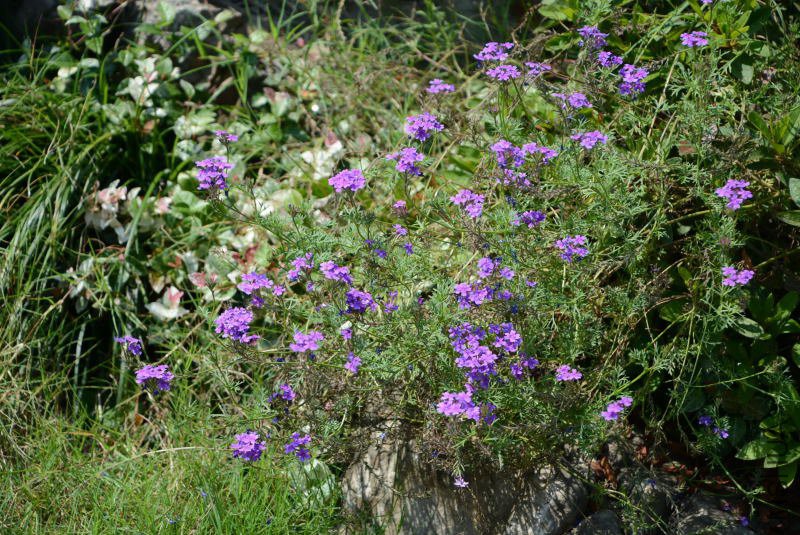 DSC_94130768.JPG