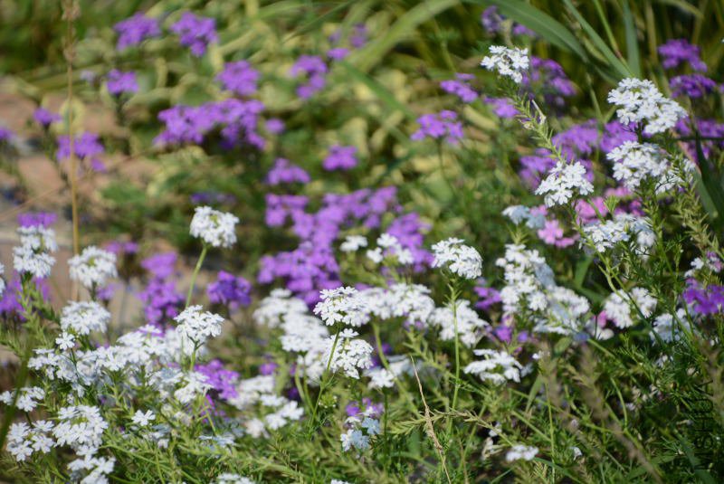 DSC_94510806.JPG