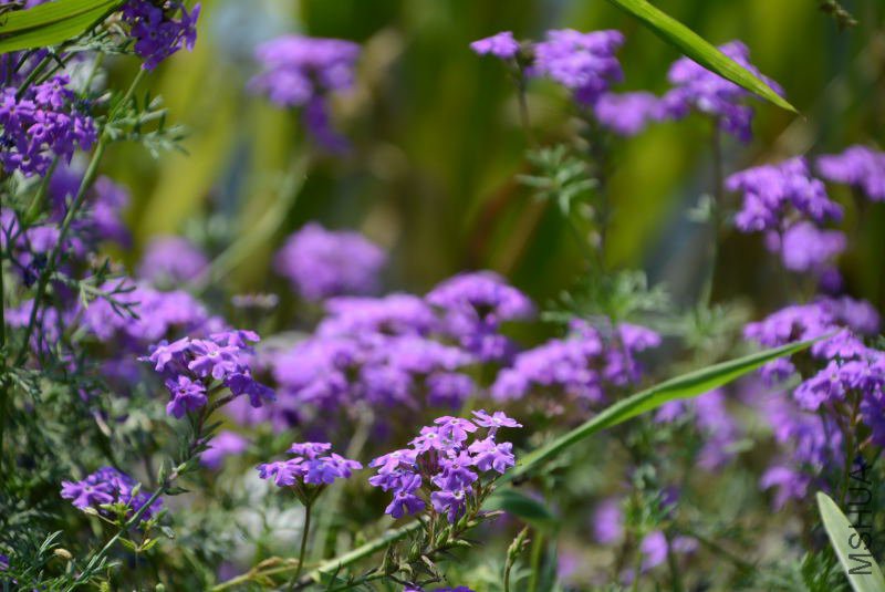 DSC_94540809.JPG
