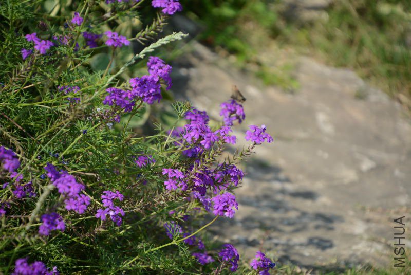 DSC_94600815.JPG
