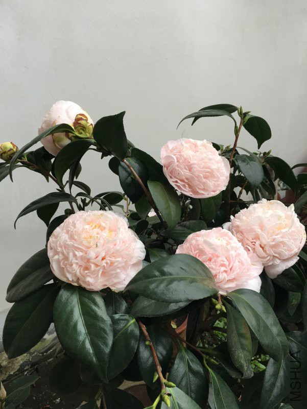 ΢��ͼƬ_201812051155494.jpg