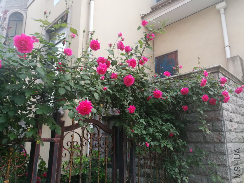 IMG_20180427_181703.jpg