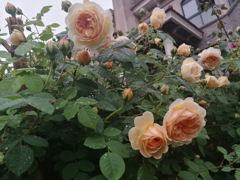 IMG_20180423_182648.jpg