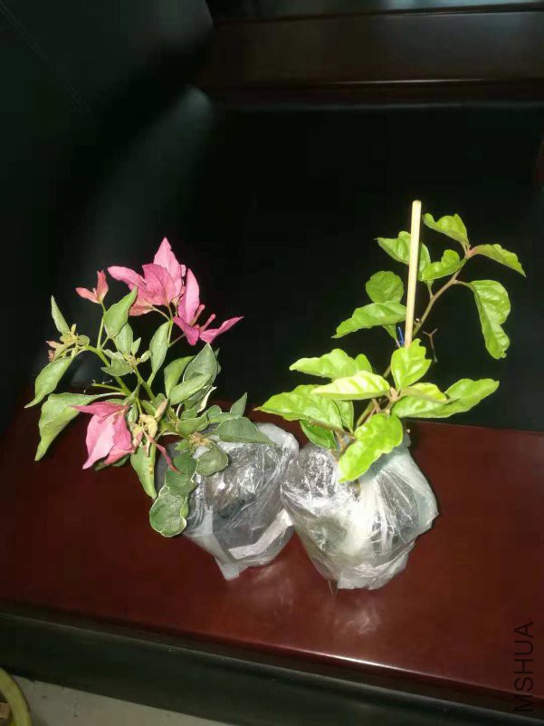 ΢��ͼƬ_20181206153951.jpg