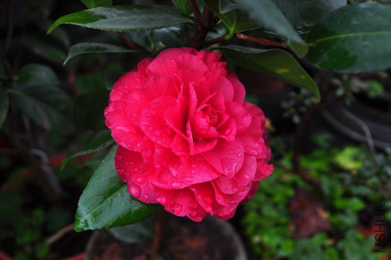 DSC_0314.JPG