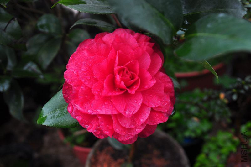 DSC_0315.JPG