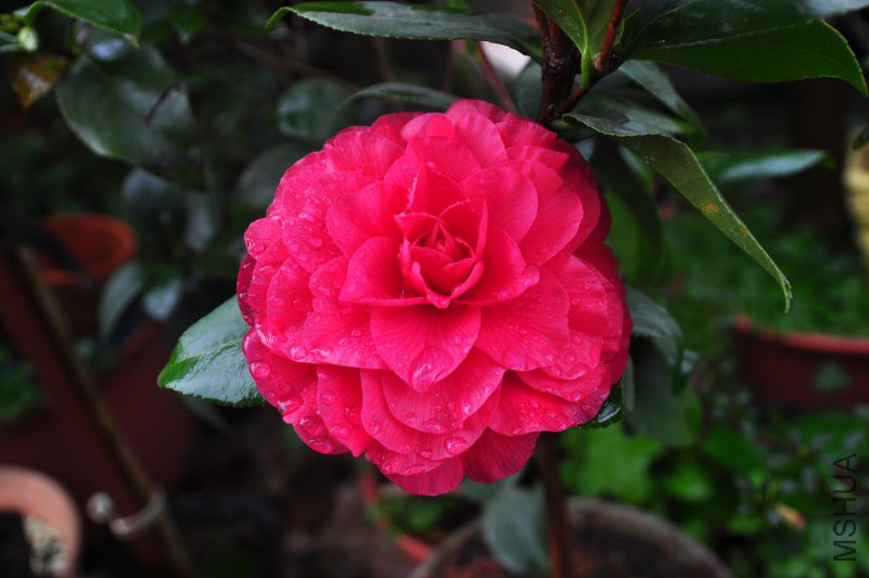 DSC_0316.JPG