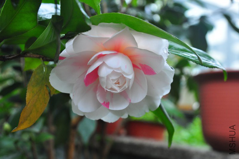DSC_0301.JPG