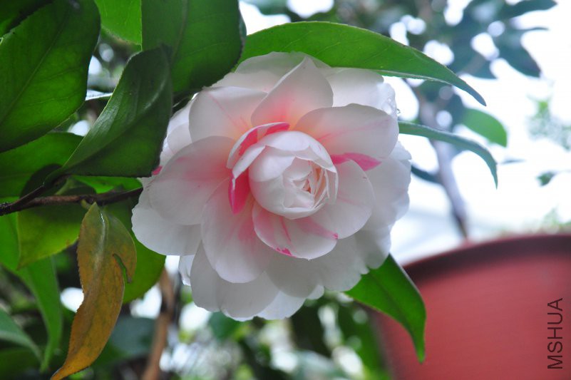 DSC_0302.JPG