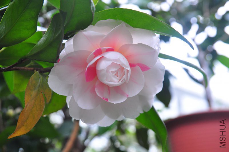 DSC_0303.JPG