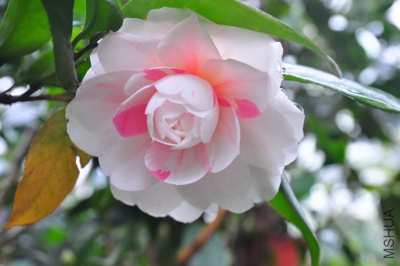 DSC_0304.JPG
