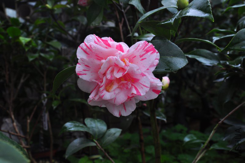 DSC_0263.JPG