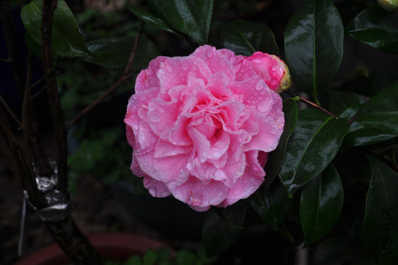 DSC_0277.JPG