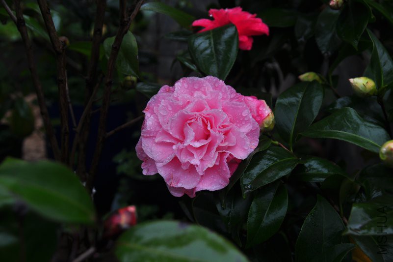 DSC_0278.JPG