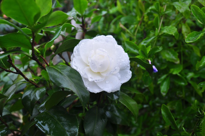 DSC_0287.JPG