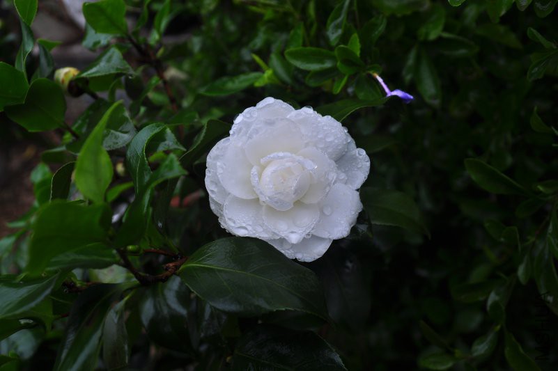 DSC_0289.JPG
