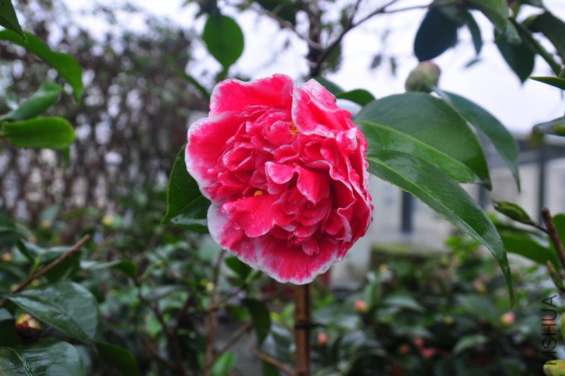 DSC_0291.JPG