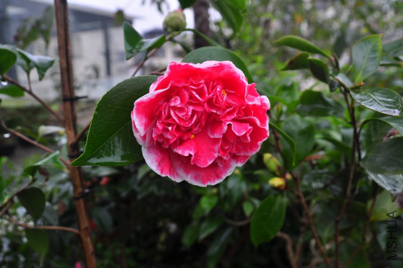 DSC_0292.JPG