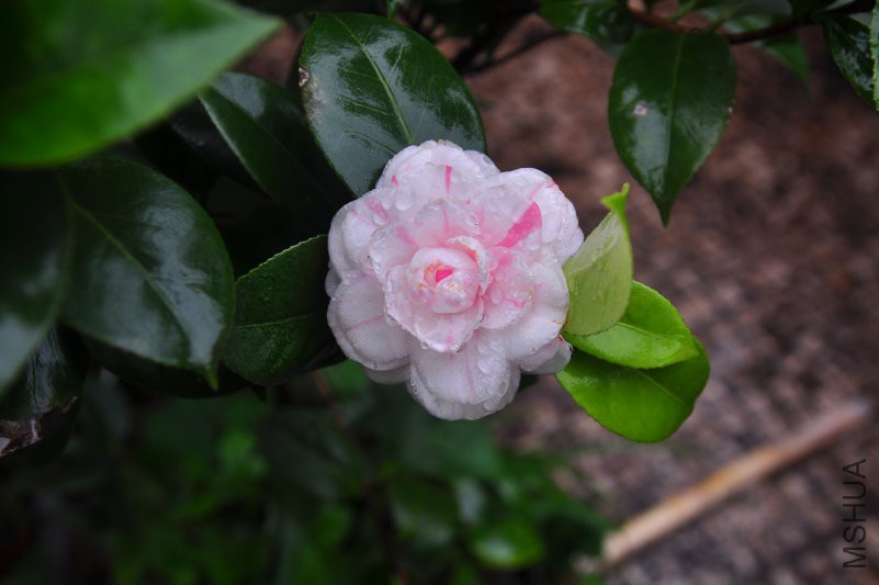 DSC_0294.JPG