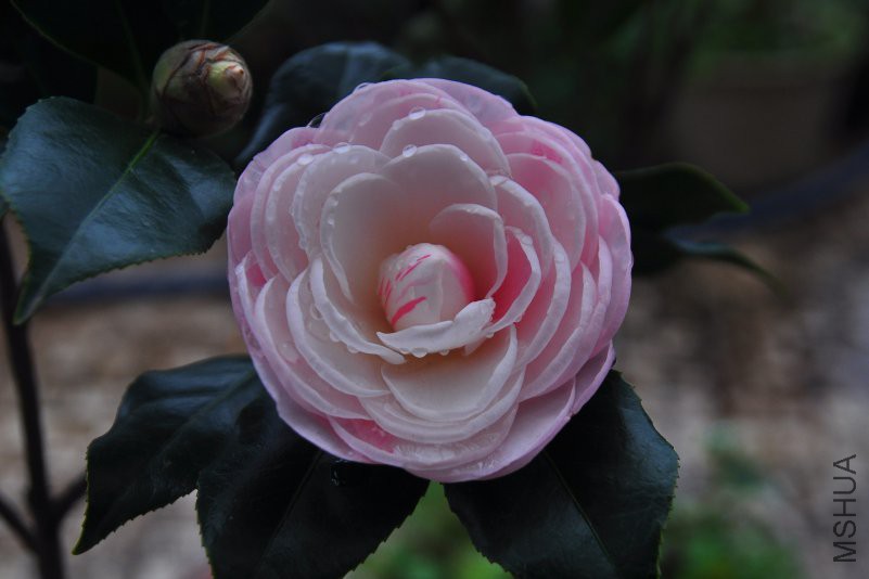 DSC_0245_����.jpg