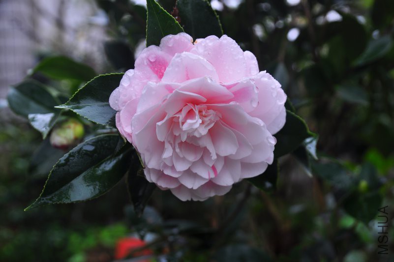 DSC_0275.JPG