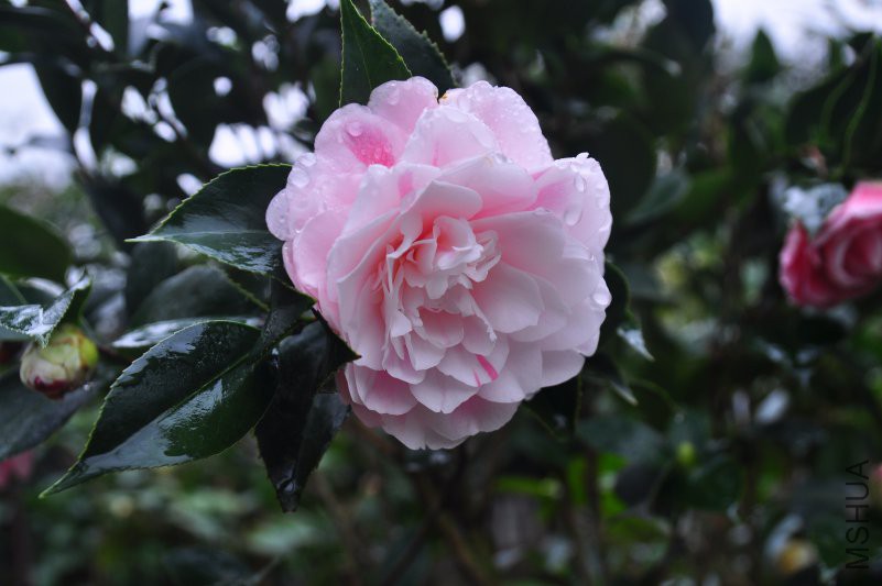 DSC_0276.JPG