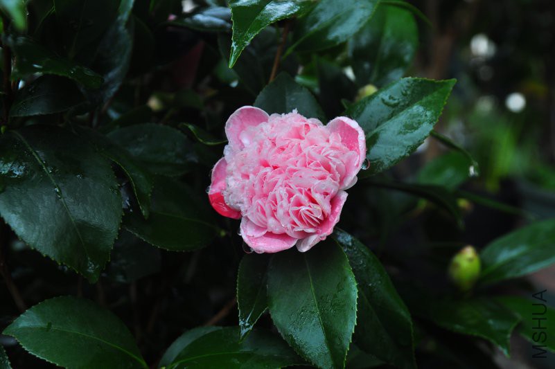 DSC_0297.JPG