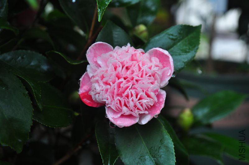DSC_0300.JPG