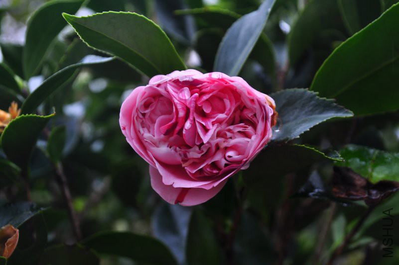 DSC_0309.JPG