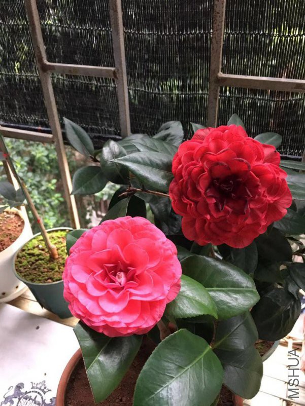 ΢��ͼƬ_20181206191316.jpg