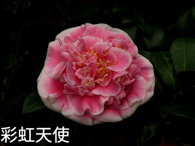 ���� (1)IMG_1544070566026.jpg