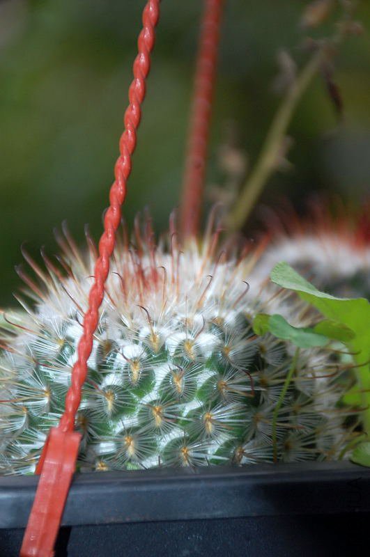 DSC_93000271.JPG