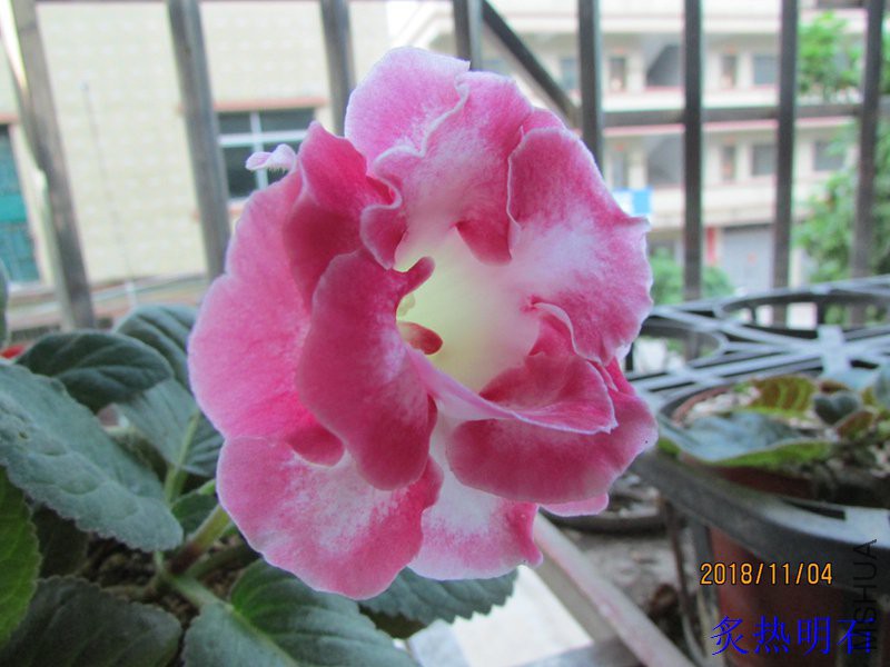 IMG_05192.jpg