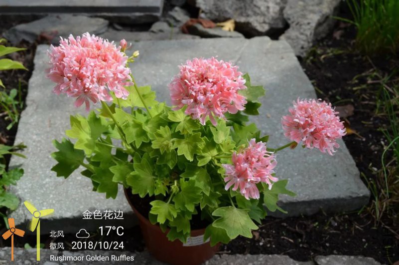 IMG_20181024_220823.jpg