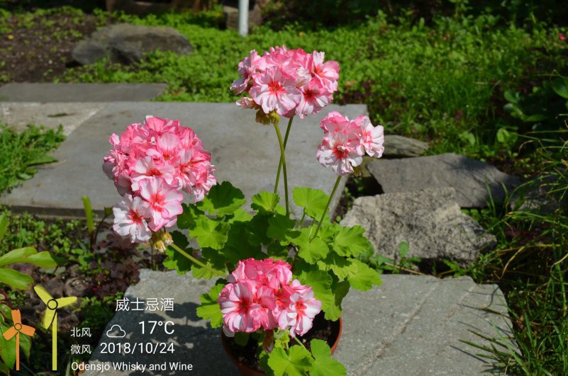 IMG_20181024_184627.jpg