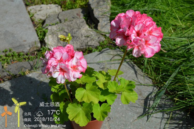 IMG_20181024_184508.jpg