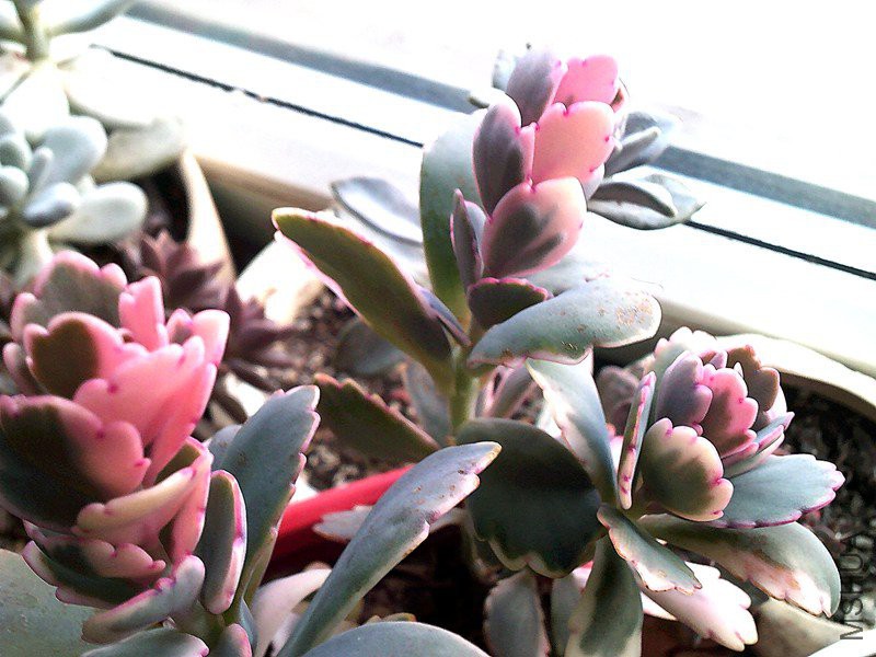 DSCF0001_����.jpg