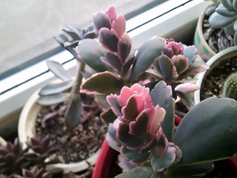 DSCF0002_����.jpg