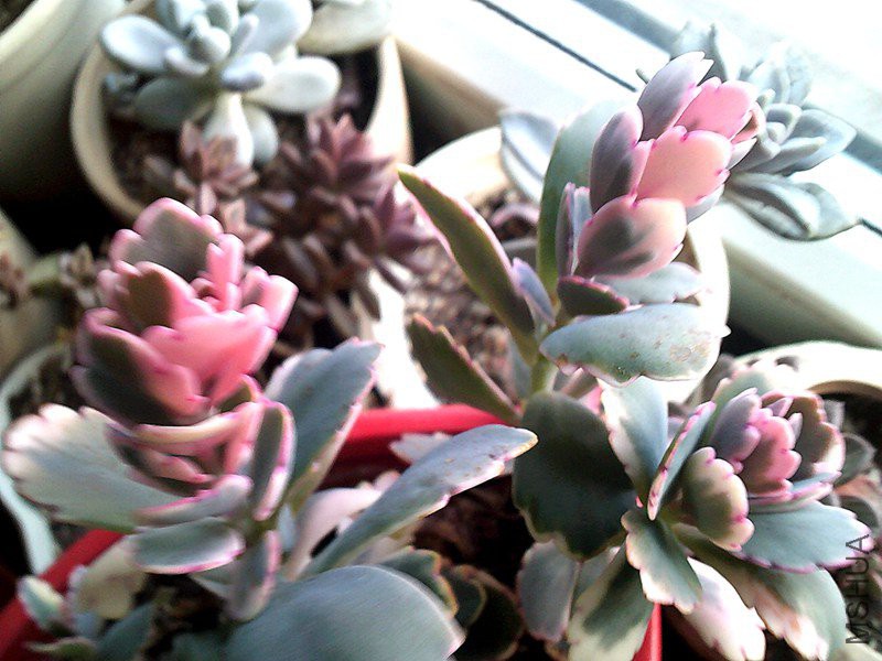 DSCF0003_����.jpg
