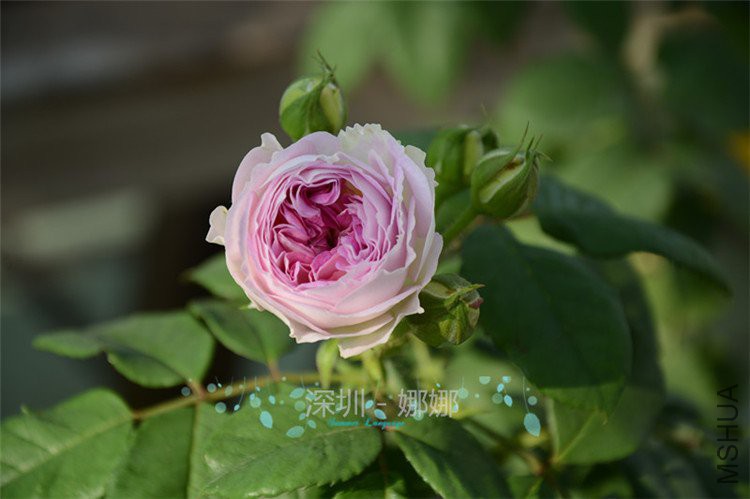 DSC_1213.jpg