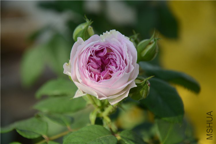 DSC_1215.jpg