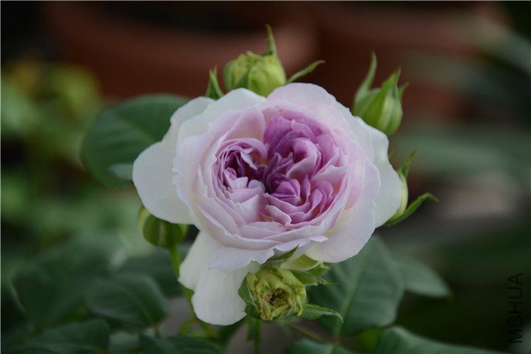 DSC_1229.jpg