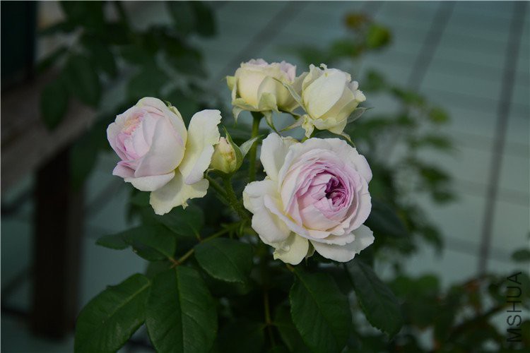 DSC_1235.jpg