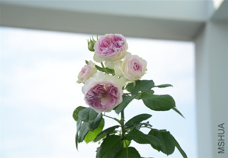 DSC_1306.jpg