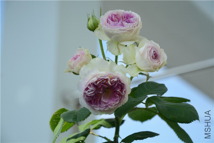 DSC_1277.jpg