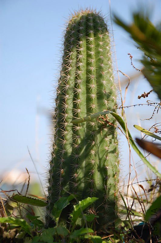 DSC_13030311.JPG