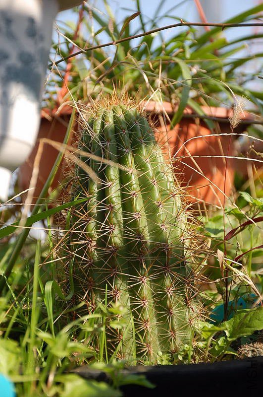 DSC_13080316.JPG