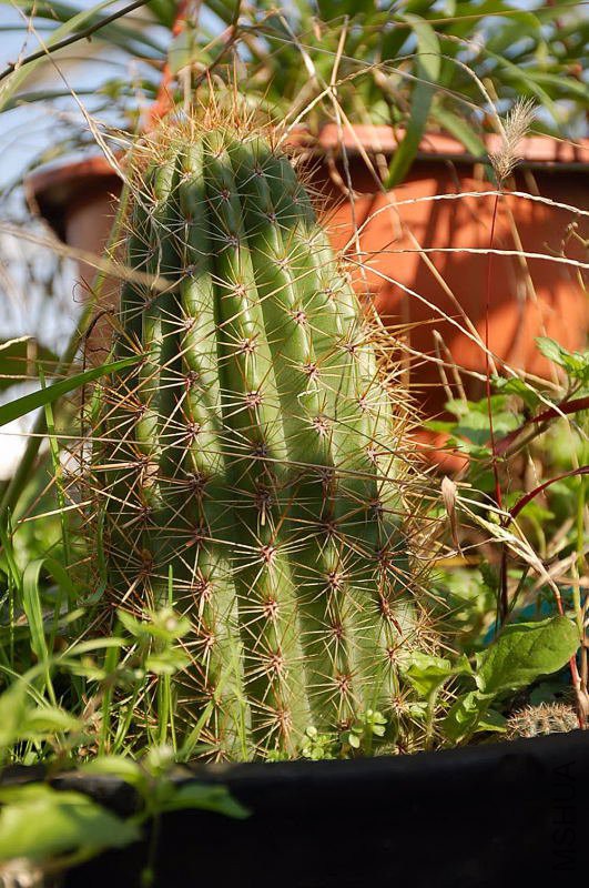 DSC_13120320.JPG