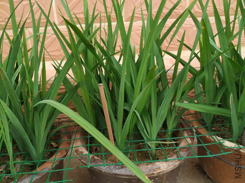 ԭ���׵�Ʒ�ְ�