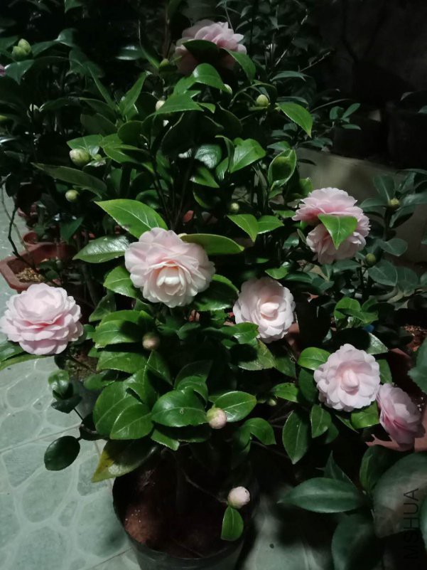 С�Һ�